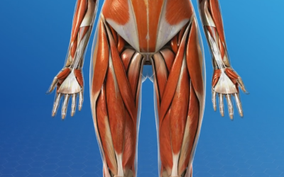 What is a Hip Flexor?